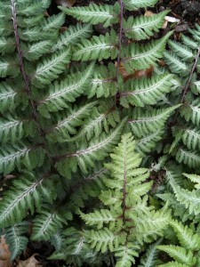 ferns